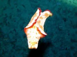 122 Spanish Dancer IMG 2510